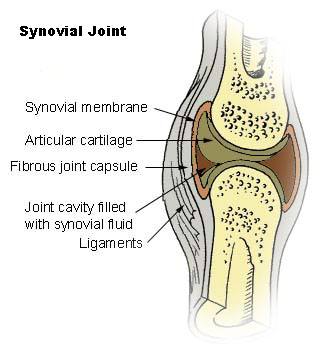 synovial_joint